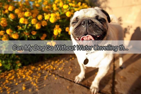 Can My Dog Go Without Water Unveiling the Truth Behind Your Furry Friends Hydration Habits